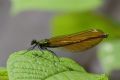 Calopteryx virgo